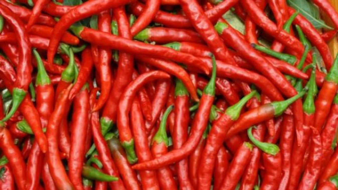 Cayenne, a tüzes por