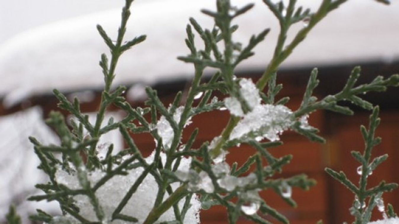 2010. február 1. Hószörny a kertben