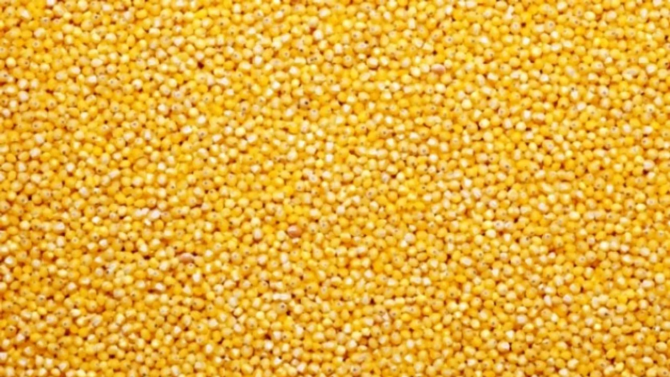 Fedezd fel újra az ősi gabonát!