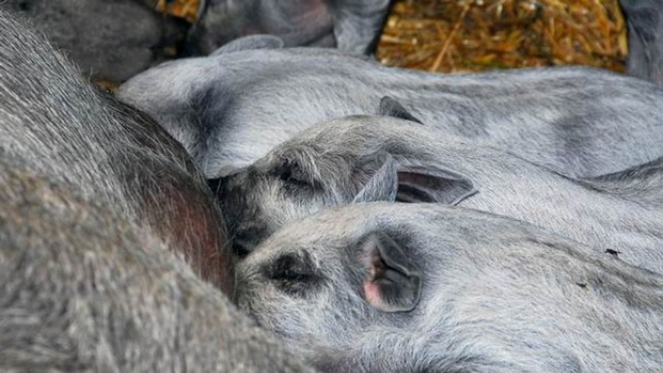 Az újra felfedezett mangalica