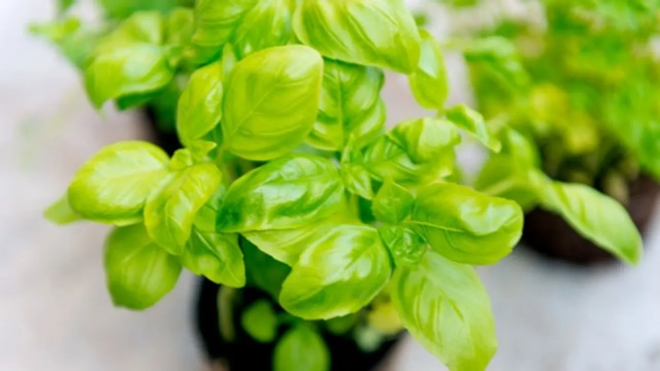Együnk frisset ősszel is! Gondozási tippek a házi zöld fűszerekhez