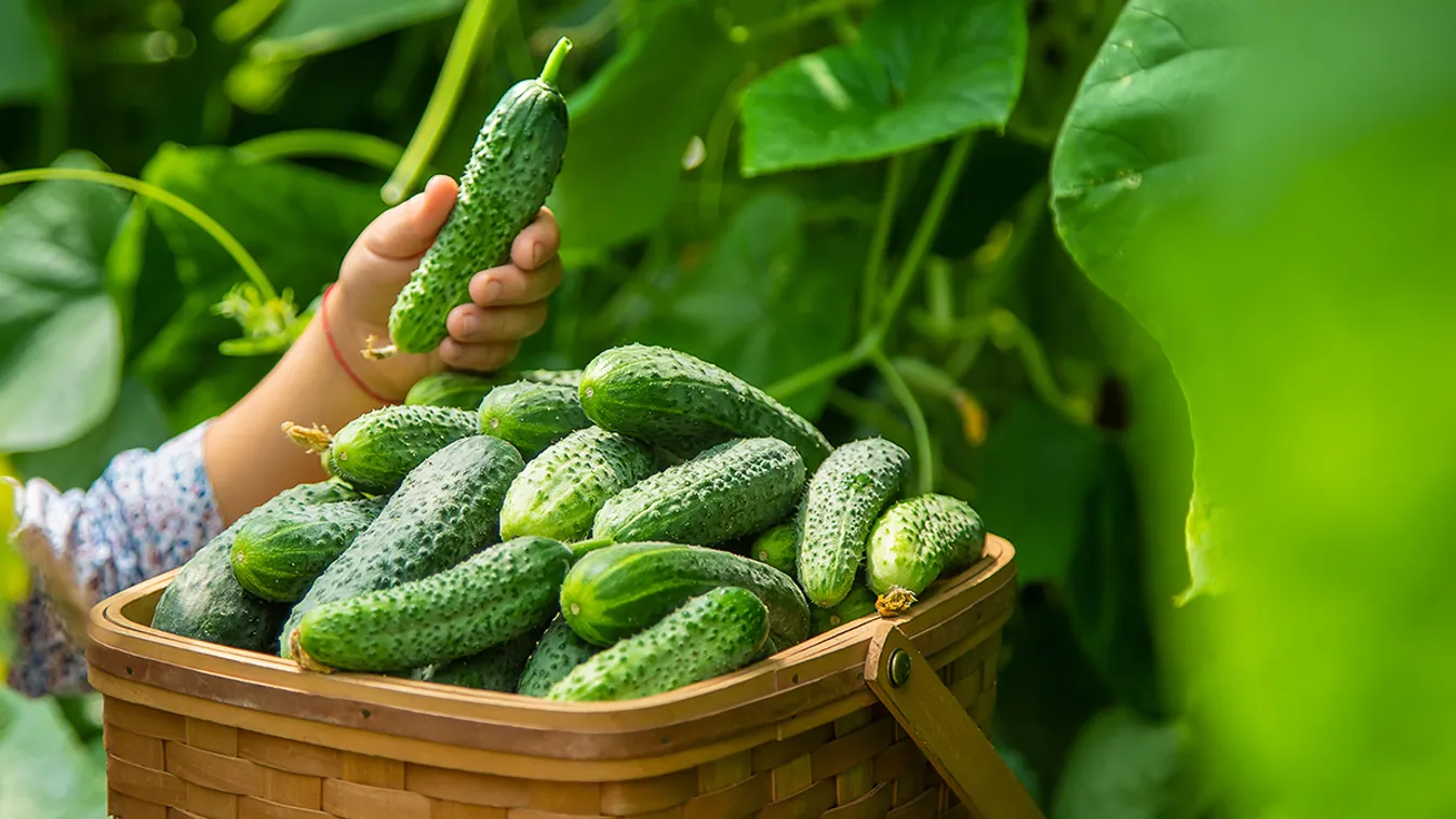 6 gyümölcs és zöldség, ami hidratál a kánikulában