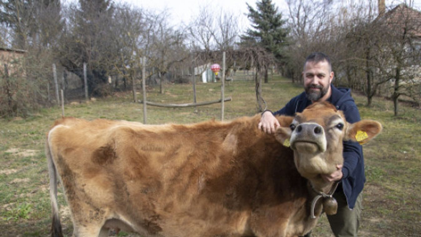 Egy hazai sajtfarm, ahol a tehenek nyugdíjba mehetnek