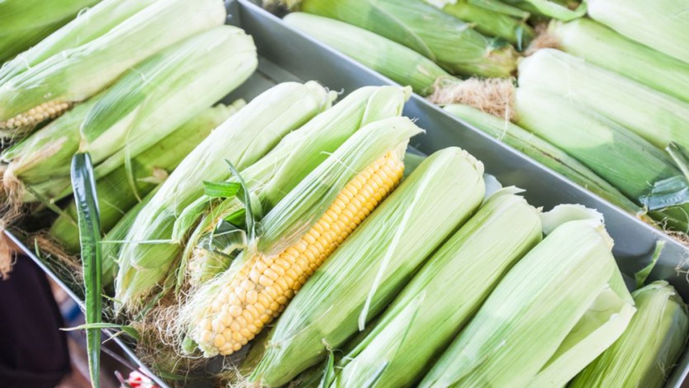 Szezonja van! Így válaszd ki a tökéletes kukoricát