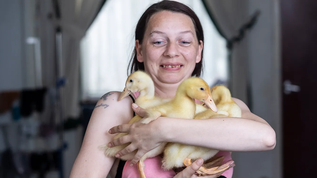 Hihetetlen! Ilyen cuki kiskacsák keltek ki a bolti tojásokból