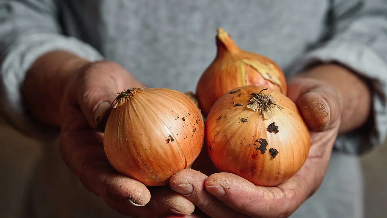 Vége! A makói hagymának is búcsút inthetünk