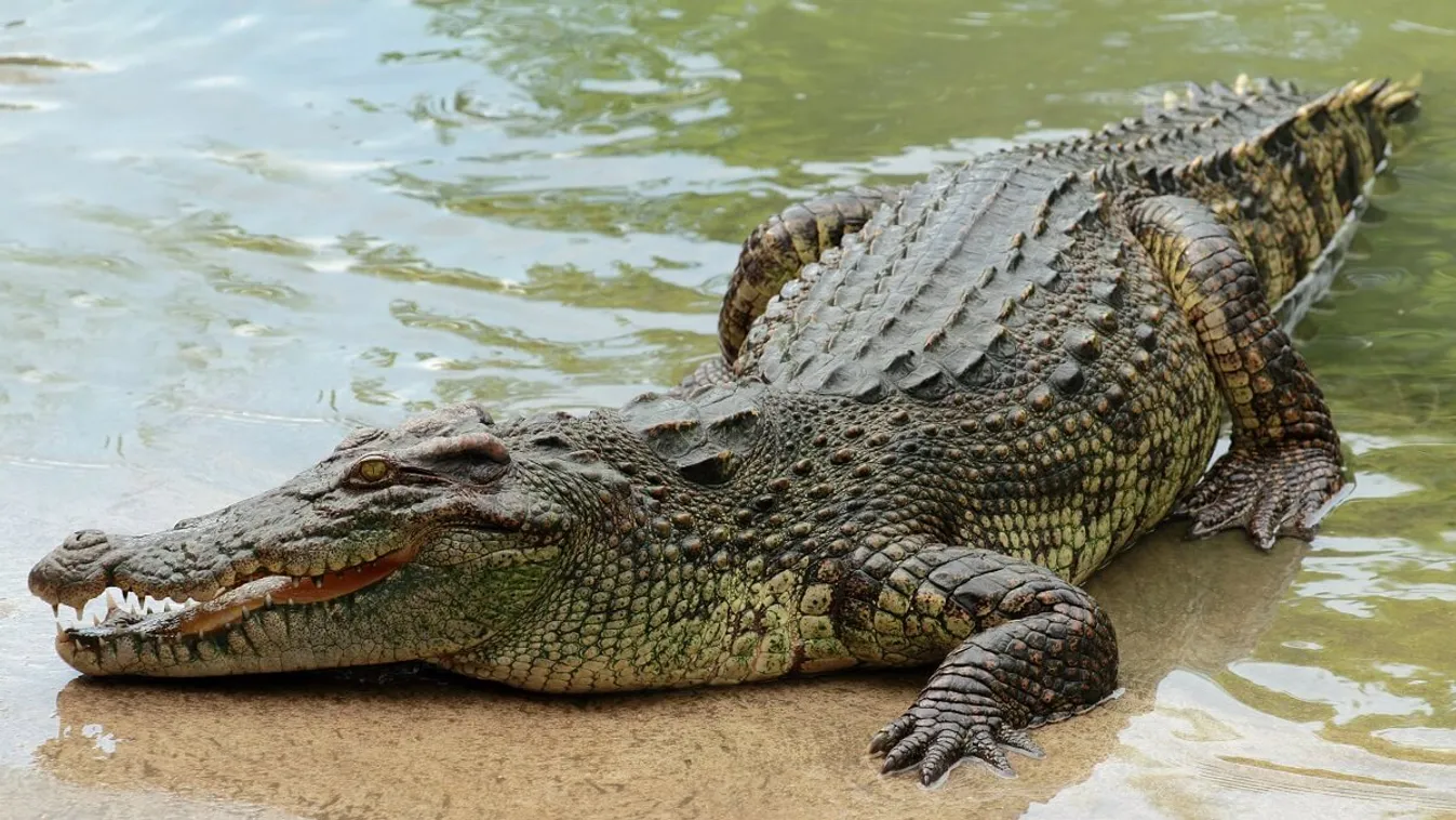 Krokodilláb a tányéron: 17 ezerért bárki megkóstolhatja a Godzillából készült levest