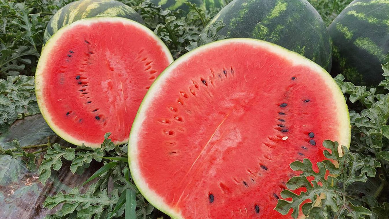 A szakértő elárulta, melyik dinnyét vedd, ha igazán finomat akarsz enni!