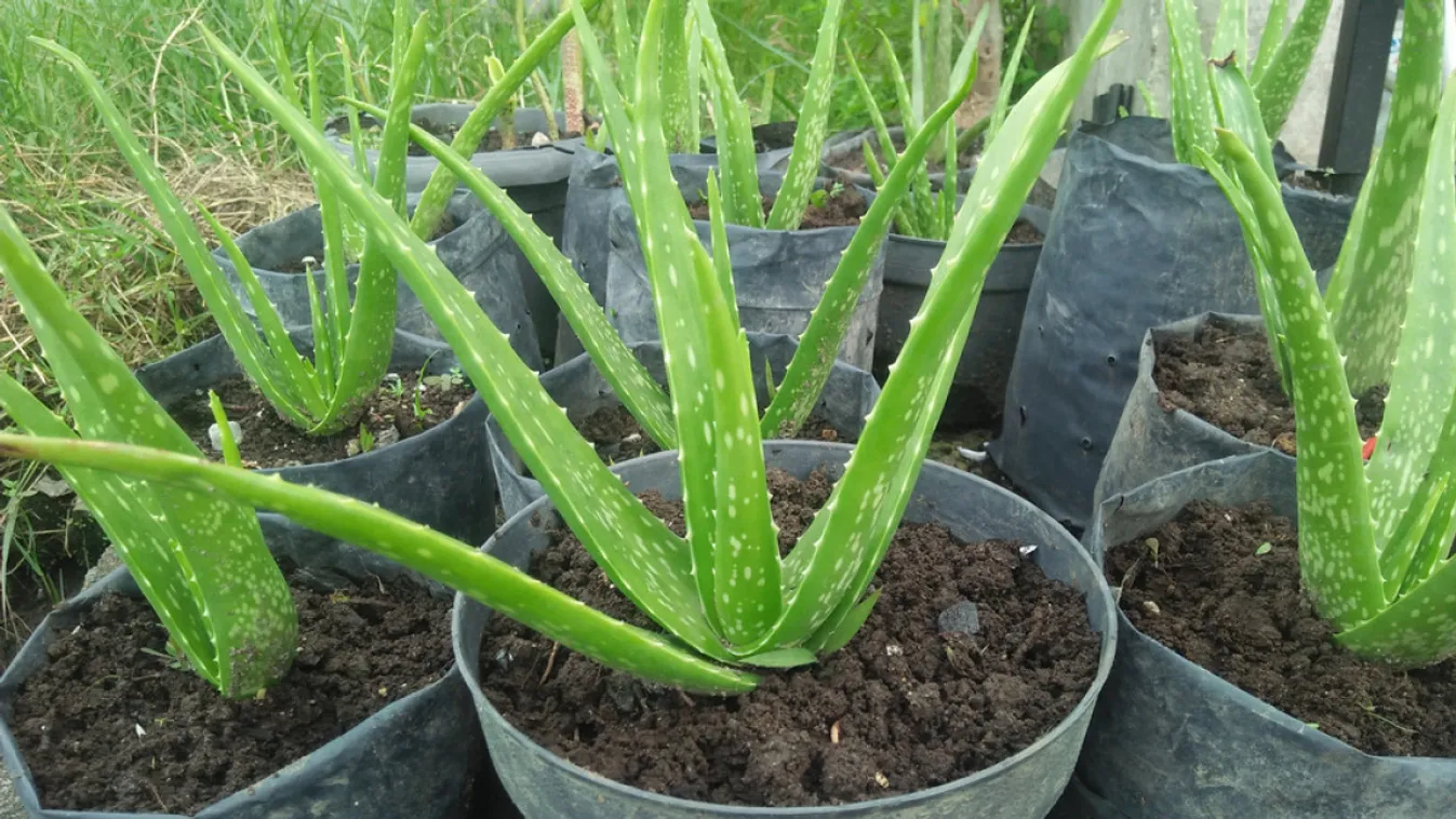 Sokkoló: az aloe vera is felkerülhet a rákkeltő anyagok listájára