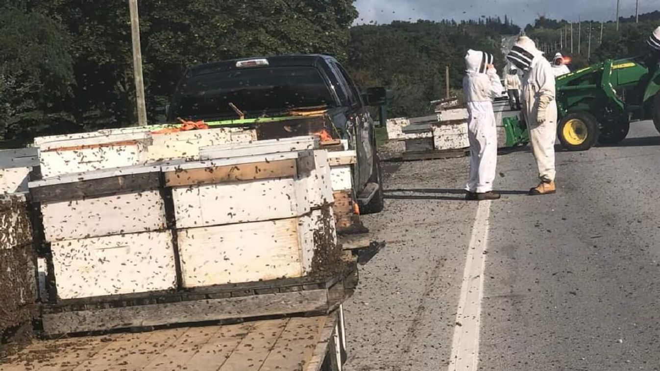 Balesetet szenvedett egy méhszállító: 5 millió méh szabadult ki a kaptárakból