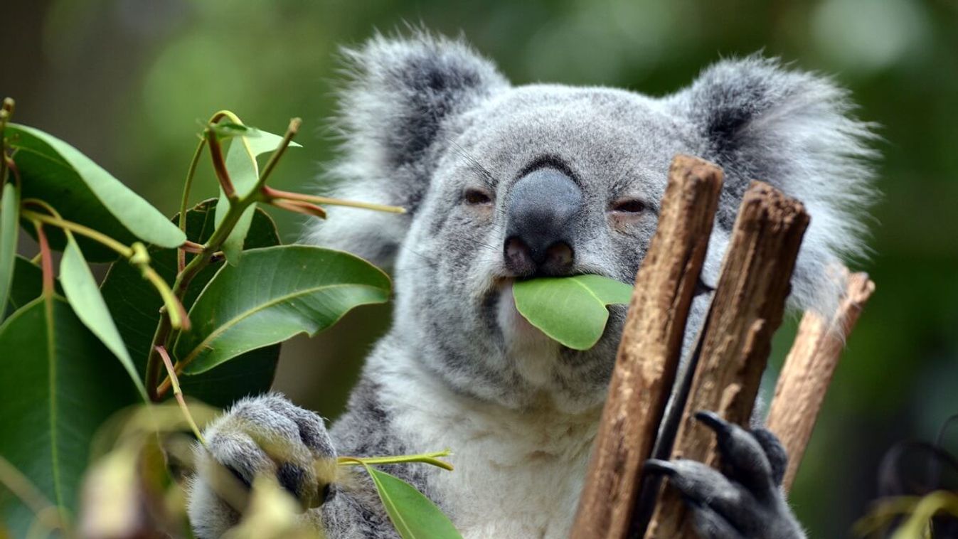 Beszabadult egy koala a gazdaságba, több mint egymilliós kárt okozott a falánk állat