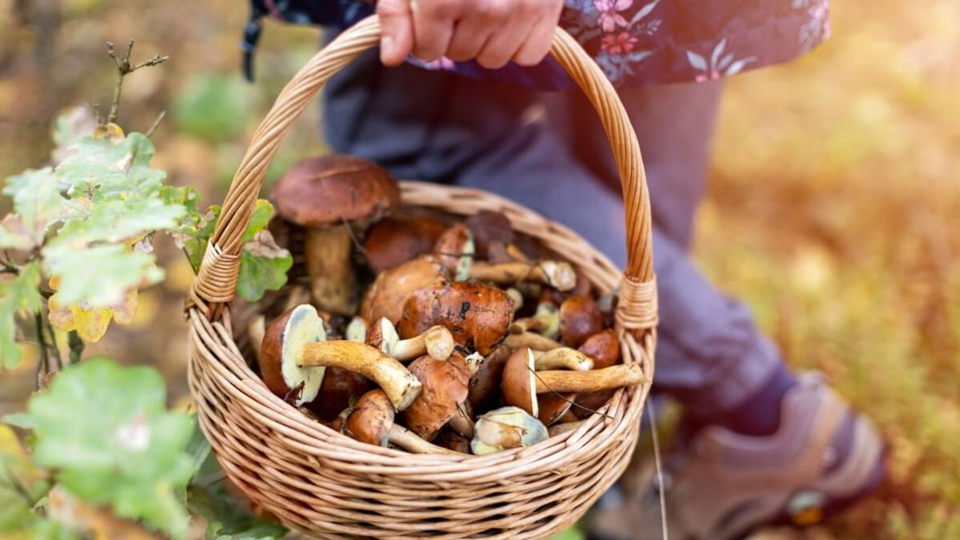 4 hasznos tipp, ha gombát gyűjteni indulsz ezen a kora őszi hétvégén