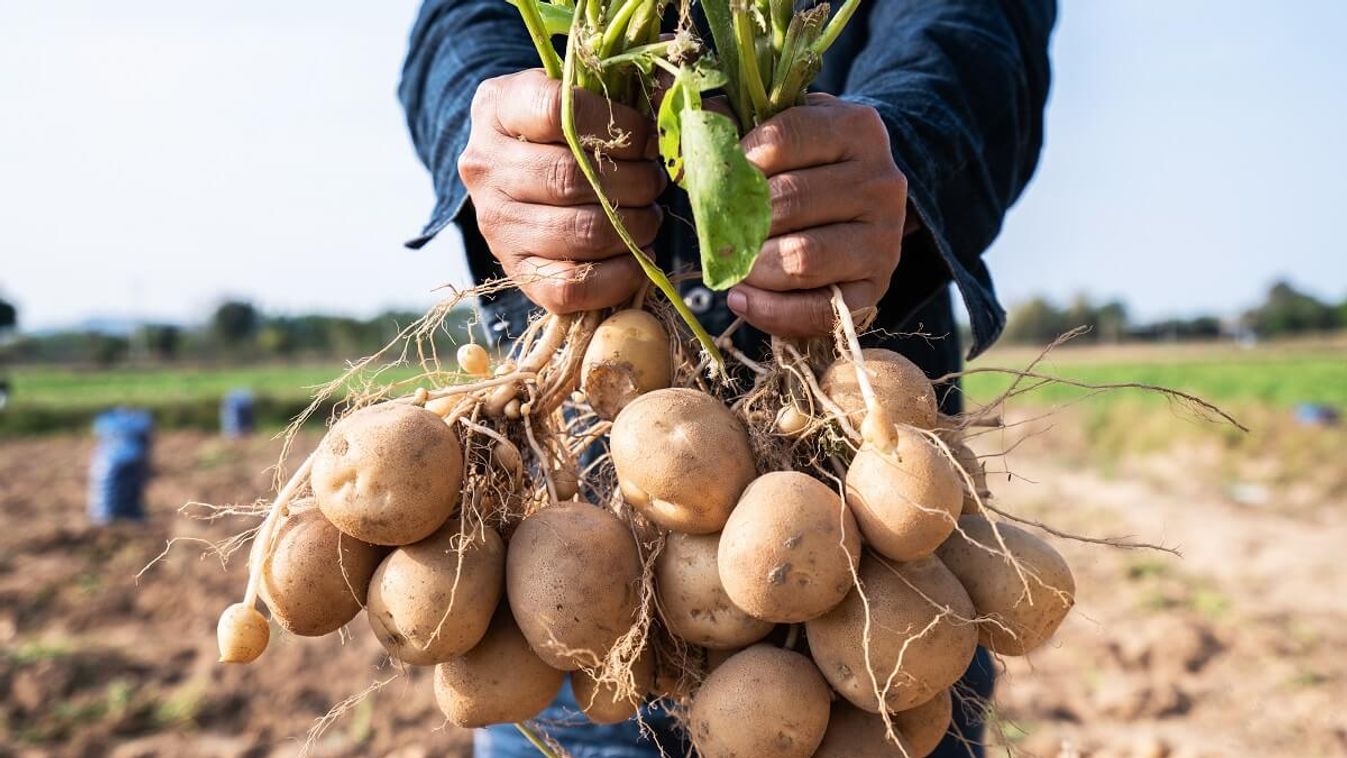 Eltűnik a magyar krumpli a boltokból, érkezik a drágább, import burgonya