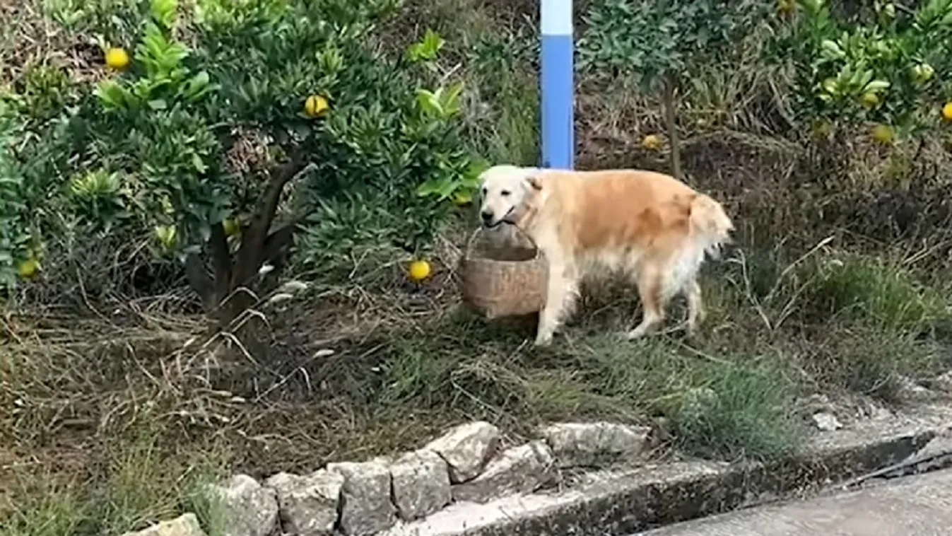 Ilyen videót még nem láttál! Így szedi a gyümölcsöt egy kutya, akinek még saját kosara is van