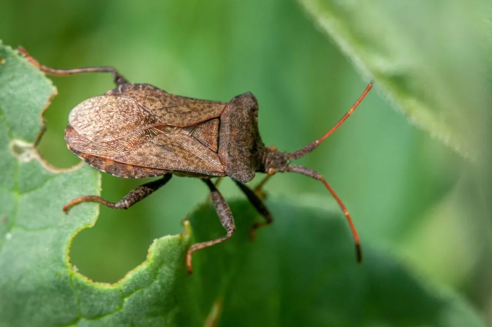 Aki valaha talákozott poloskával, azt tudja, hogy egyvalamit nem szabad: lecsapni vagy összenyomni, mert orrfacsaró bűz lesz a büntetésünk! (Fotó: Shutterstock)