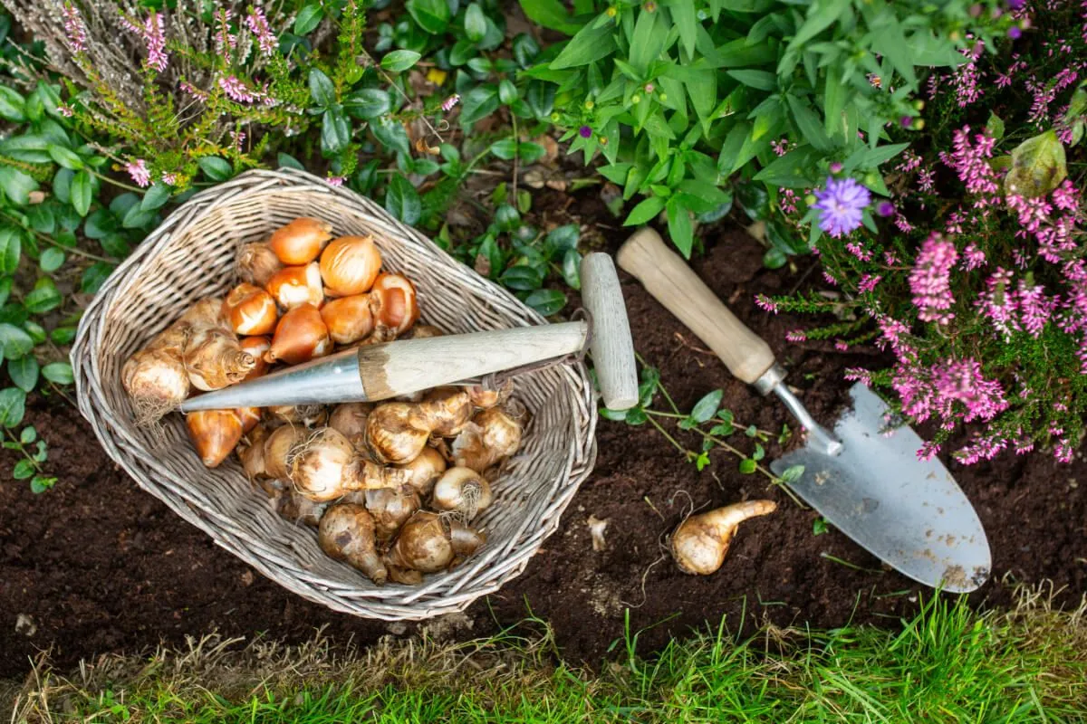 A hagymás virágok ültetése egyszerű / Fotó: Shutterstock