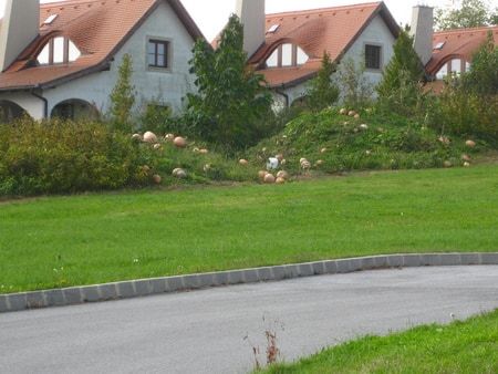 Mosolygó sütőtökök a domboldalban