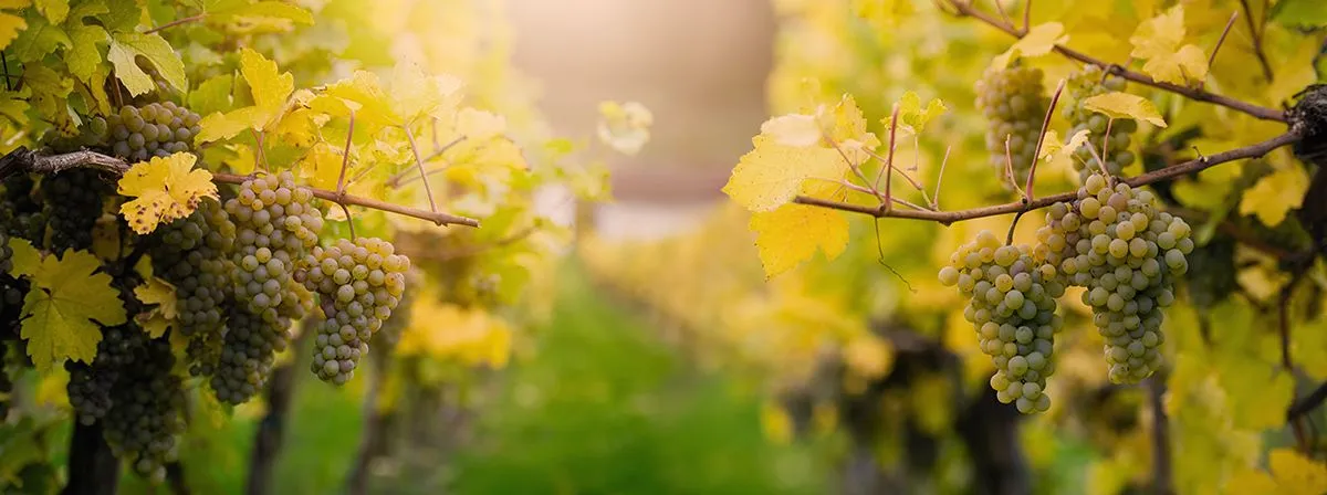 A termelői áraknak reálisan átlagosan 10-20 százalékkal kellene meghaladnia a tavalyiakat /Fotó: Shutterstock