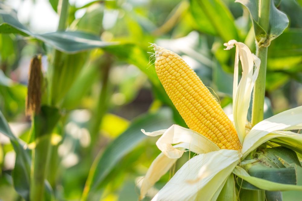 Szuperegészséges és lelkiismeretfurdalás nékül fogyaszthatják a diétázók is! (Fotó: Shutterstock)