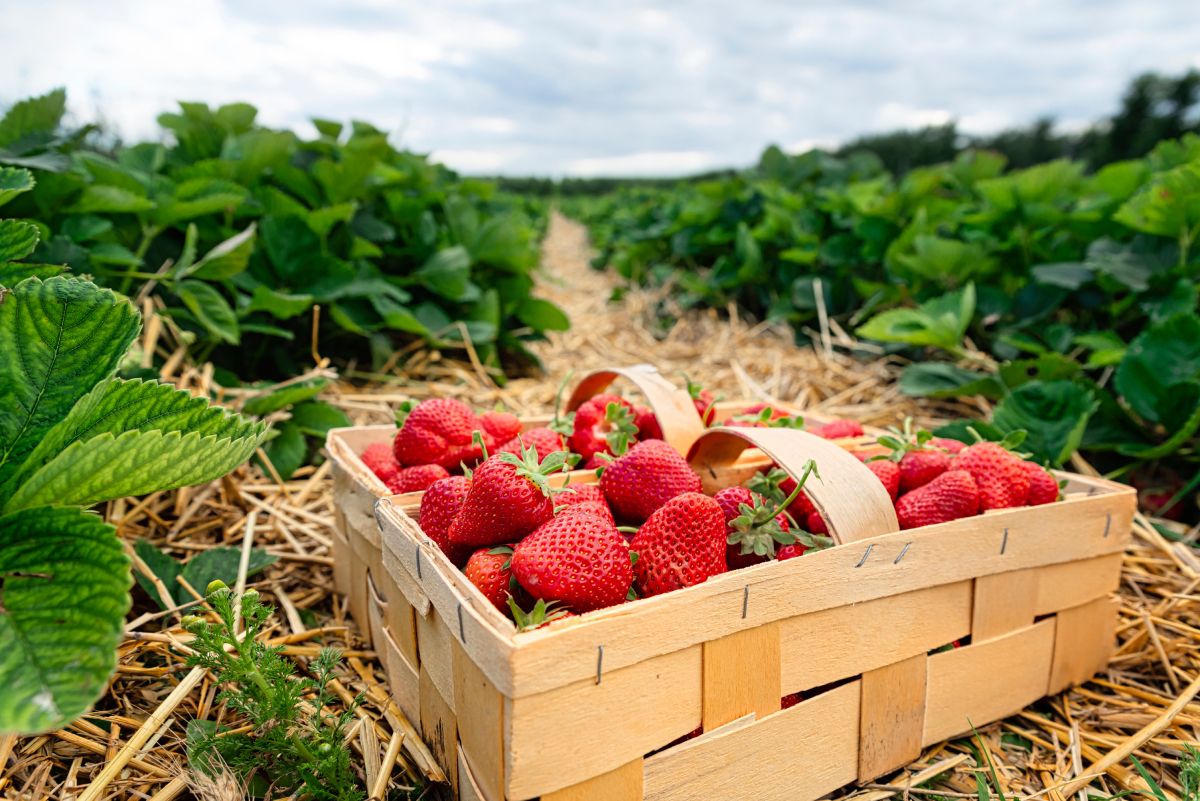 Befőtt készítéséhez válasszunk ép, egészséges szemeket! / Fotó: Shutterstock