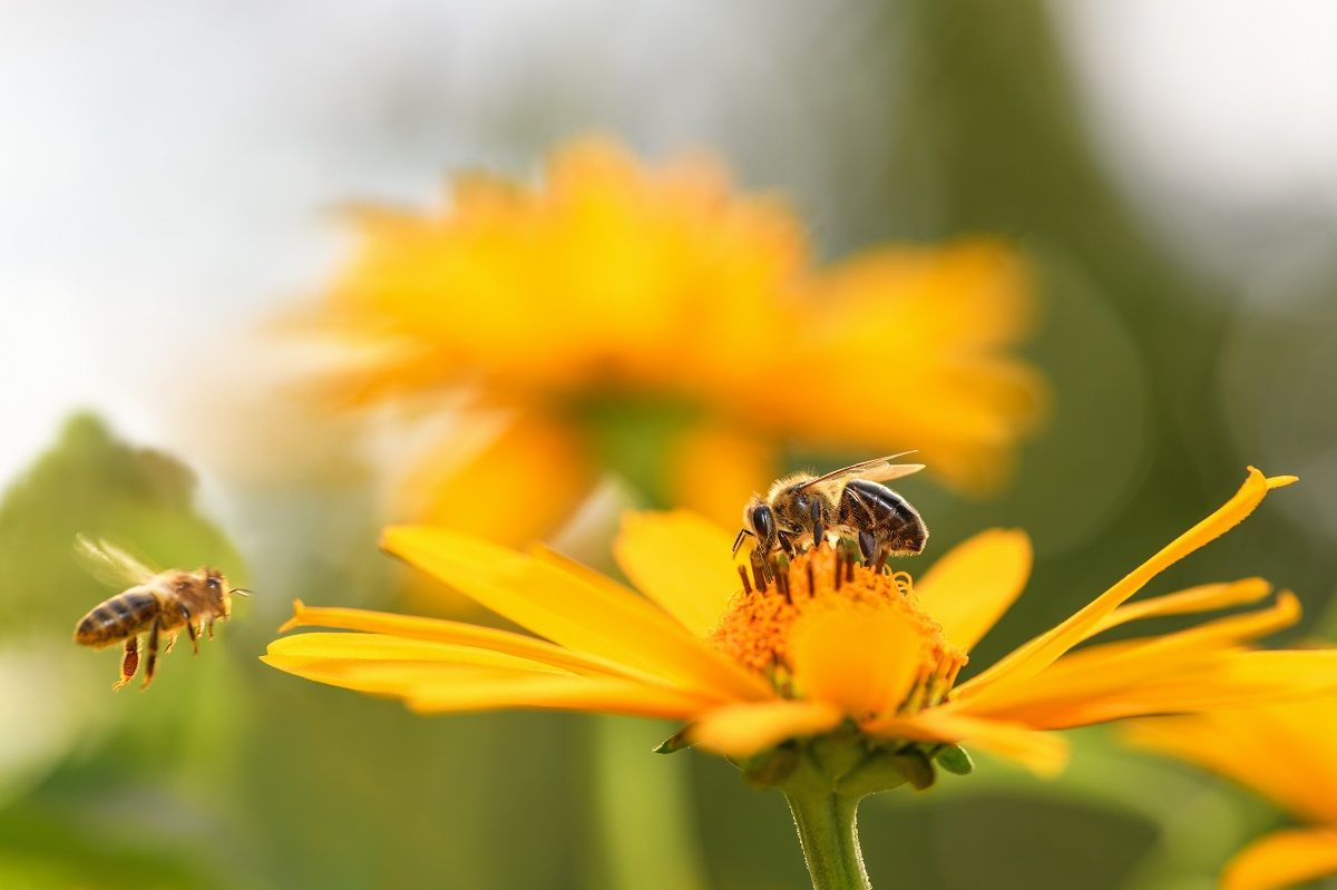 A méhek sokat segíthetnek a növények beporzásában /Fotó: Shutterstock