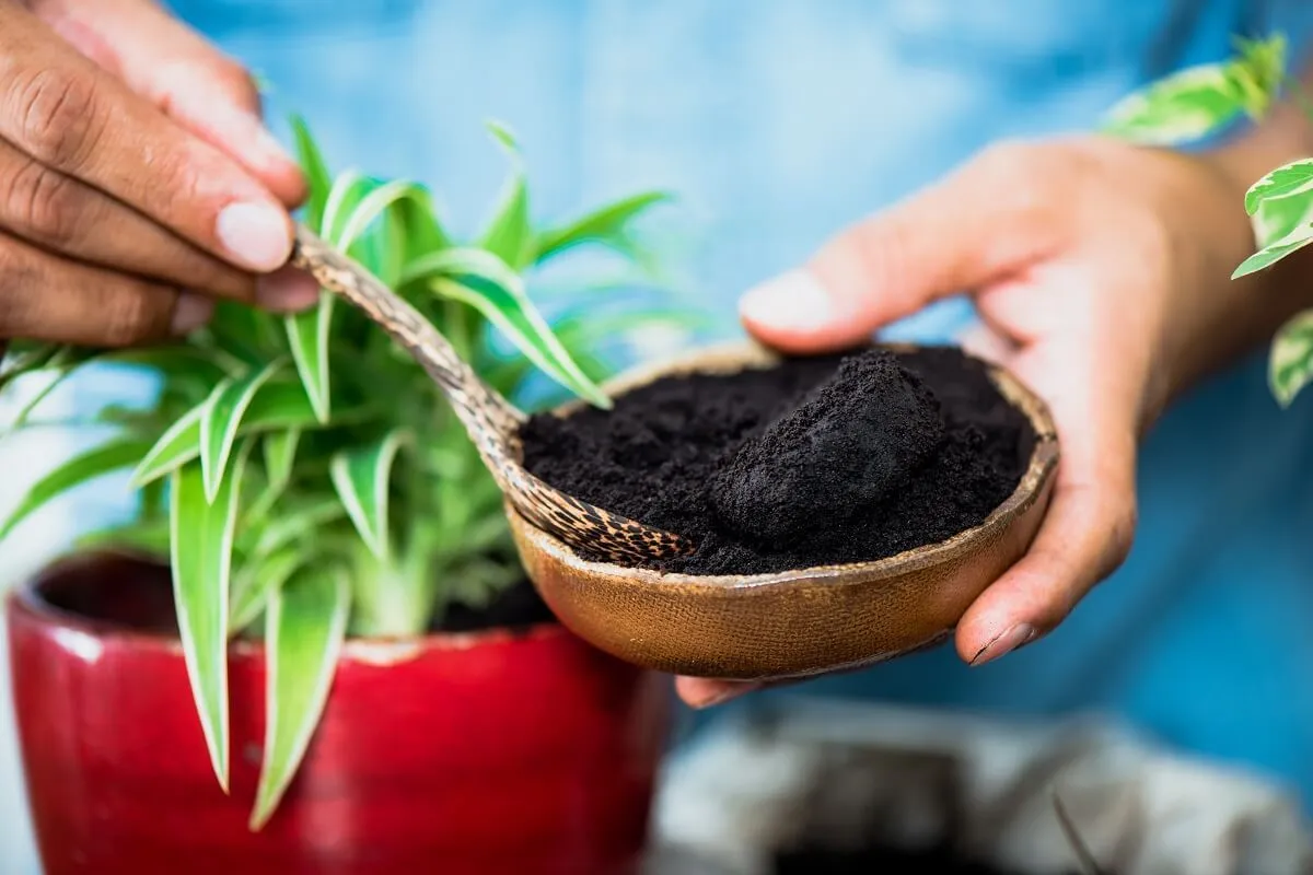 Nem minden növény szereti a kávézaccot /Fotó: Shutterstock