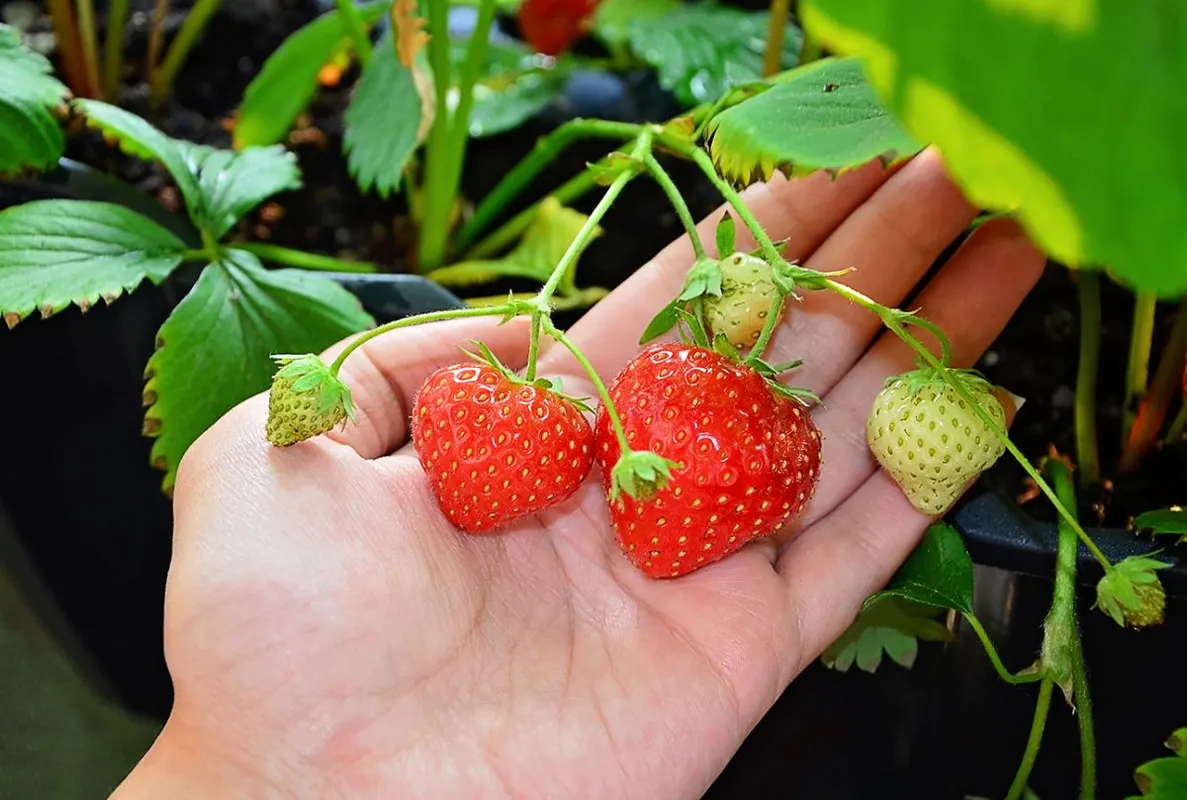 Olyan antioxidánsok vannak az eperben, amelyek segíthetnek a rák megelőzésében is /Fotó: Shutterstock