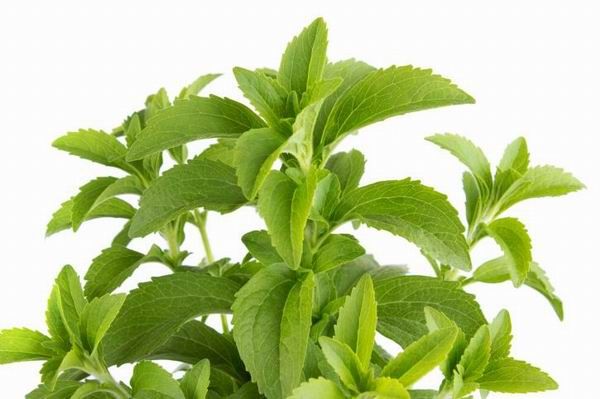 A stevia (sztívia) frissen, szárítva, feldolgozva is használható édesítésre