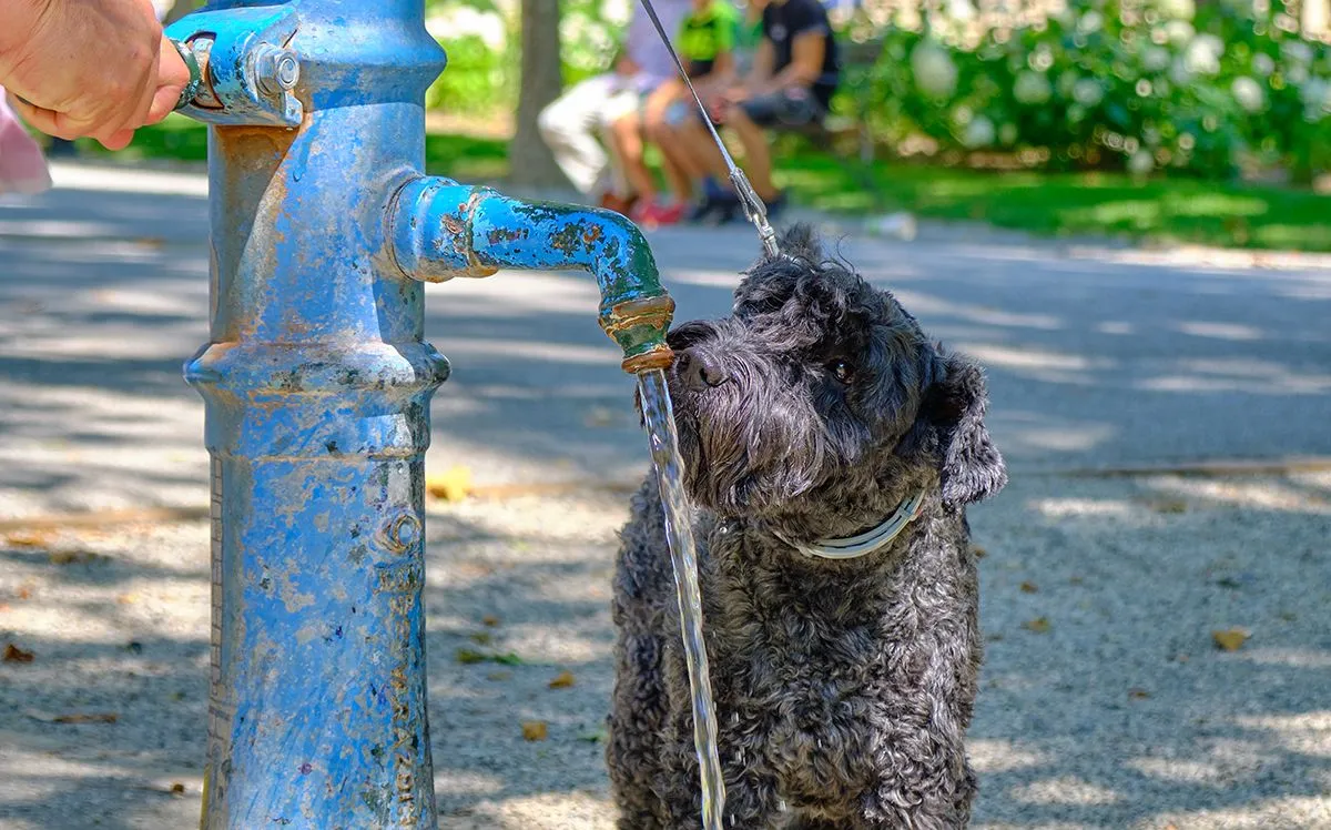 Melegben a házi kedvencek ivóvízellátásáról, hűtéséről gondoskodni kell  / Fotó: Shutterstock