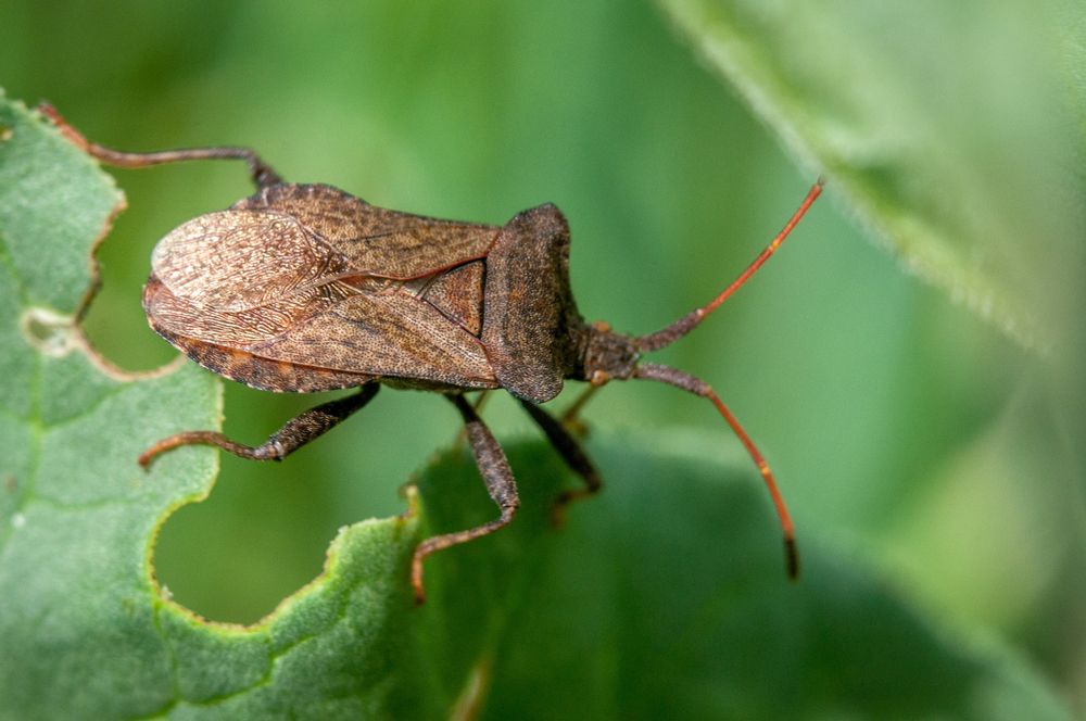 A poloskának agyarországon nincs természetes ellensége, így igencsak elszaporodott (Fotó: Shutterstock)