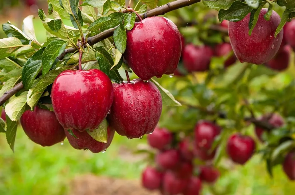 Gyönyörű, de ha az utcáról belógó ágon van, sajnos nem a miénk a gyümölcs / Fotó: Shutterstock