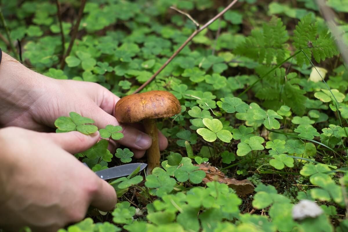 Az erdei gyűjtögetésnek is vannak szabályai, melyeket be kell tartani /Fotó: Shutterstock