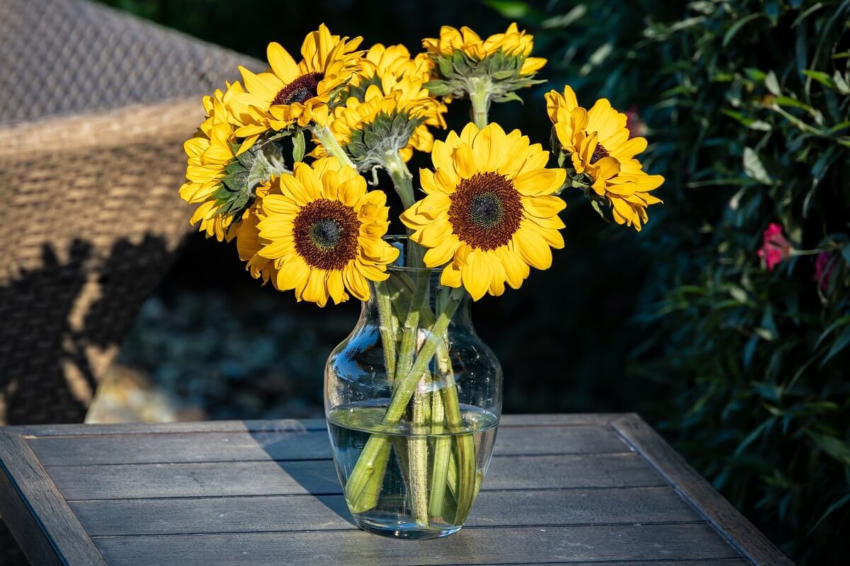 Így lesz sokáig szép a vágott napraforgó /Fotó: Shutterstock