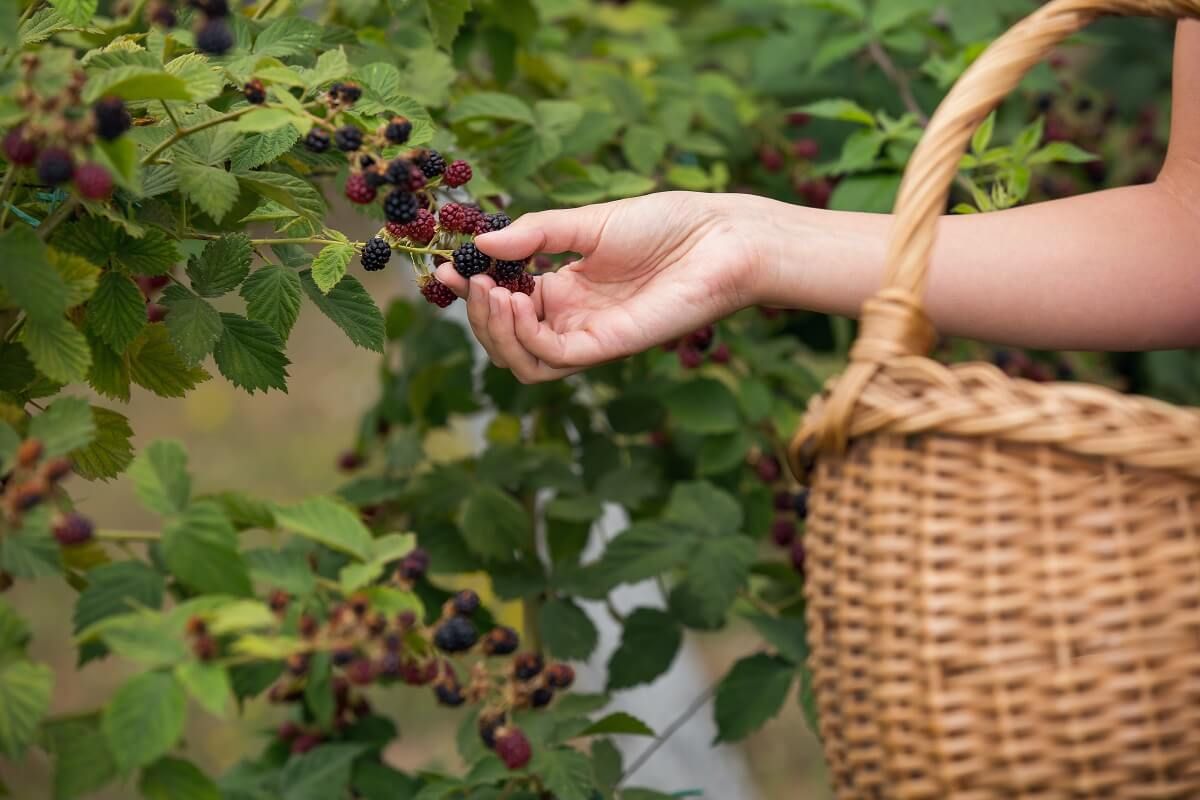 Figyeljünk oda arra, hogy na lépjük túl a napi 2 kg-os mennyiséget /Fotó: Shutterstock