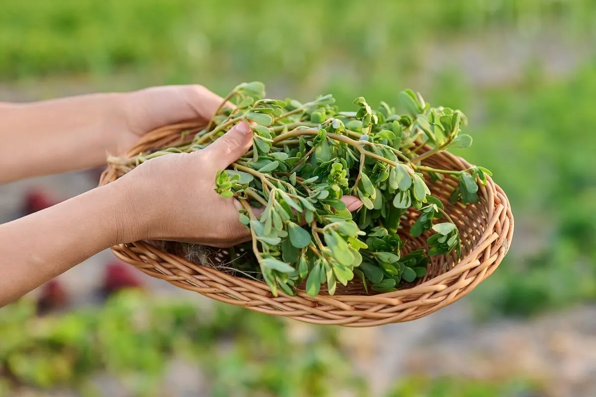 A porcsin számtalan vitamint és ásványi anyagot tartalmaz /Fotó: Shutterstock