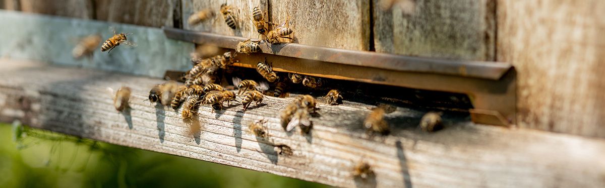 Az apiterápia magában foglalhatja a mézelő méhekből természetes úton előállított valamennyi termék használatát /Fotó: Shutterstock