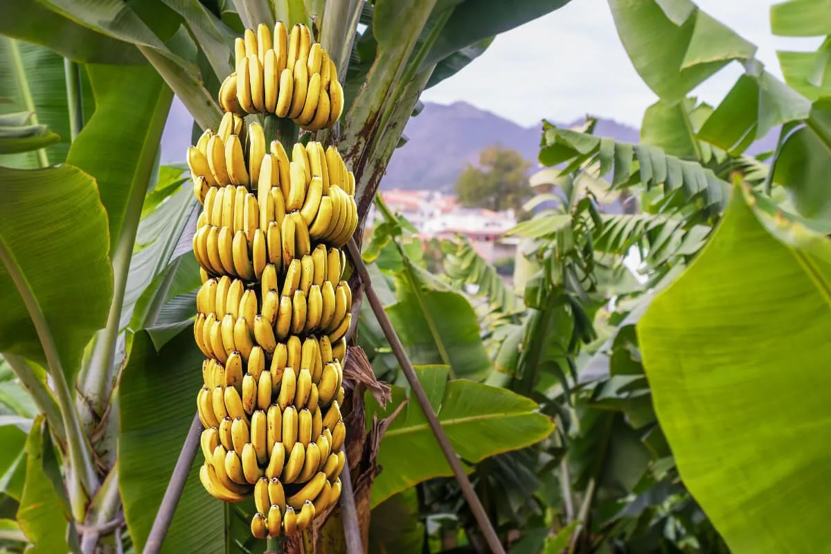 A banánfa szobanövényként megél az otthonokba, bár nagyon ritkán terem (Shutterstock)