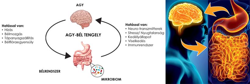 Az agy-bél tengely sematikus ábrázolása /Forrás: fyttin.hu