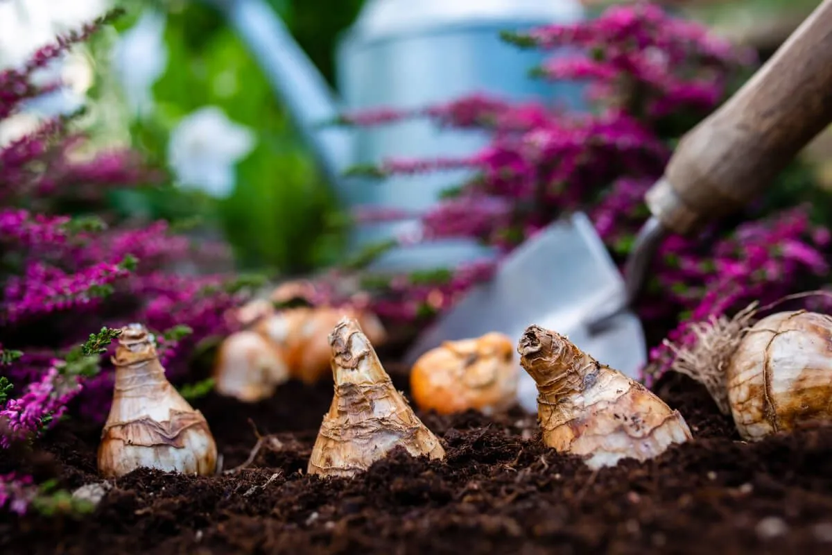 Ha betartjuk az ültetés szabályait, gyönyörű lesz a kertünk tavasszal / Fotó: Shutterstock