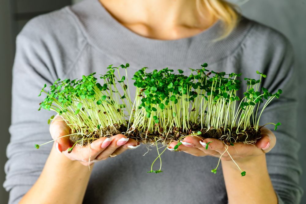 Otthon is könnyedén termeszthetünk csírákat / Fotó: Shutterstock