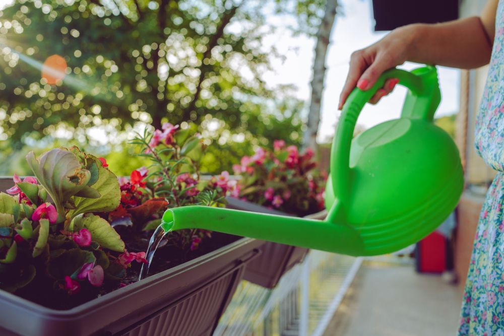 Ha ezzel a 100 forintos házi tápoldattal locsolsz, csodát tesz a virágaiddal! Fotó: Shutterstock)