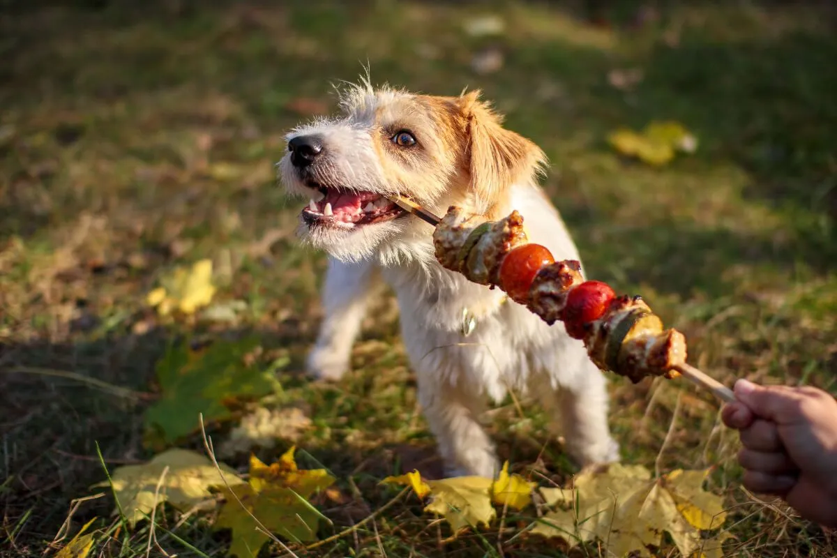 Nagyon kell figyelni kutyádra grillezés közben, mert könnyen baleset érheti (Shutterstock)