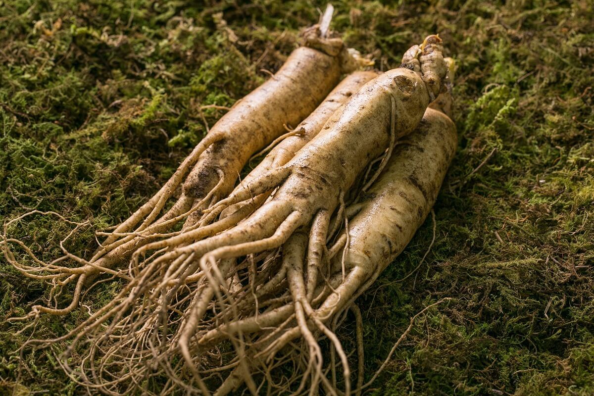 A ginzeng az örök fiatalság gyógynövénye /Fotó: Shutterstock