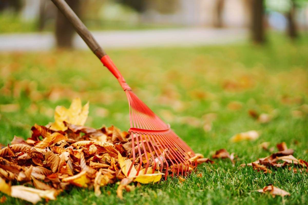 Tisztítsuk meg ősszel a gyepet a színes levelektől, mert az avar alatt bepenészesedhet a fű (Fotó: Shutterstock) 