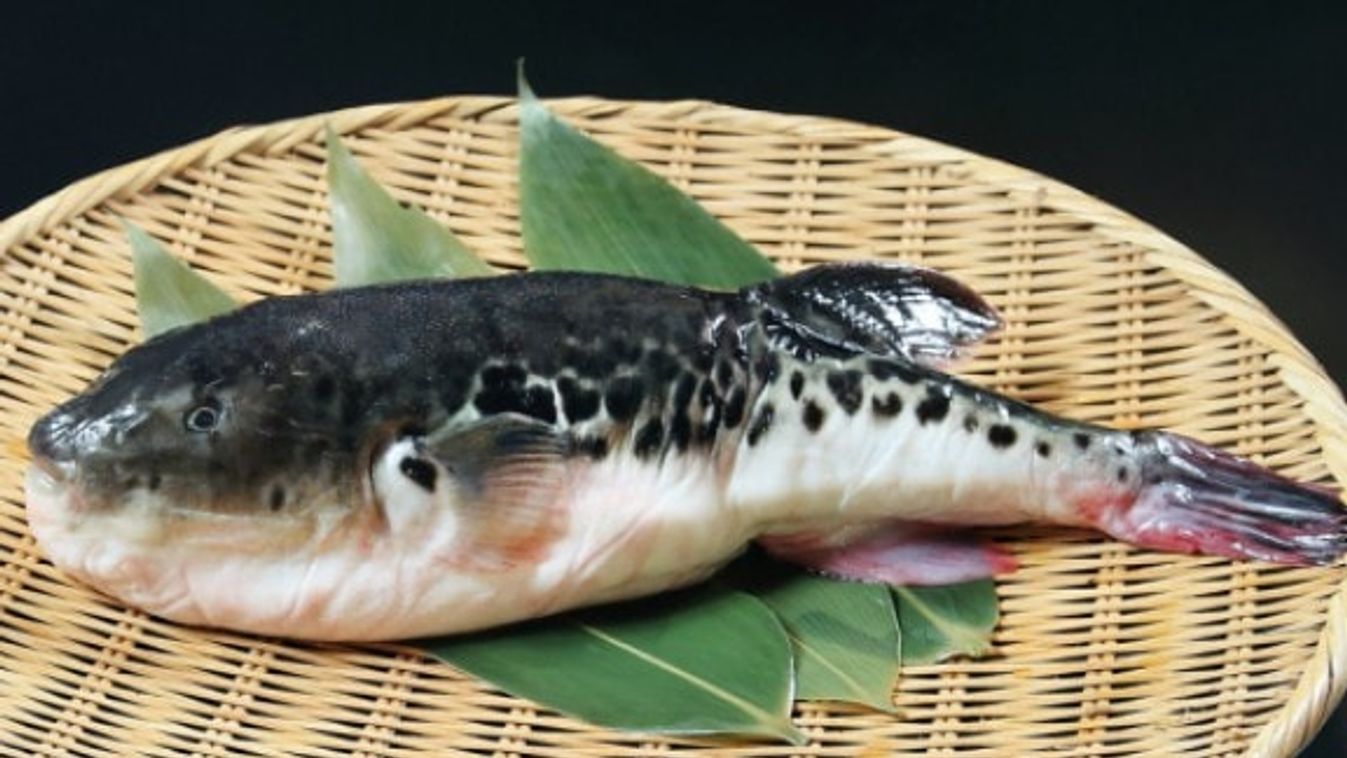 fugu, gömbhal