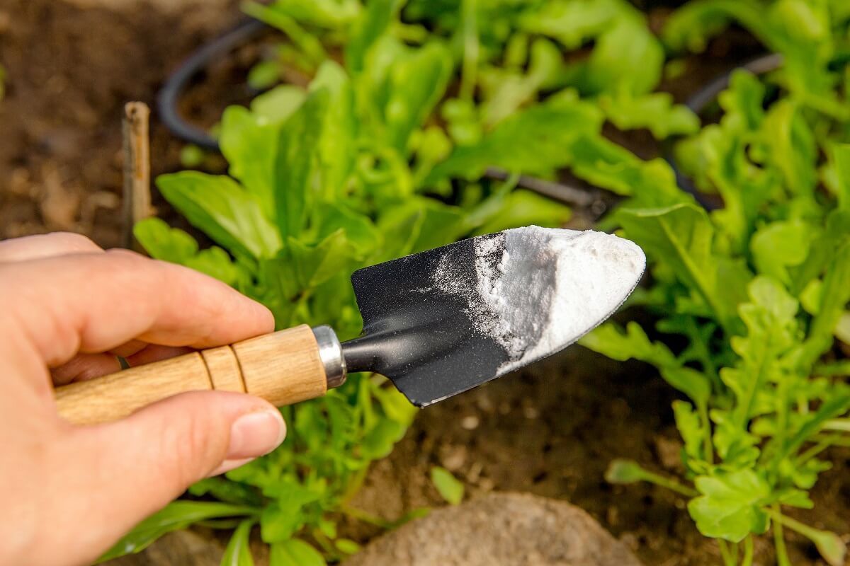 A szódabikarbónával ellenőrizhetjük a talaj savasságát /Fotó: Shutterstock