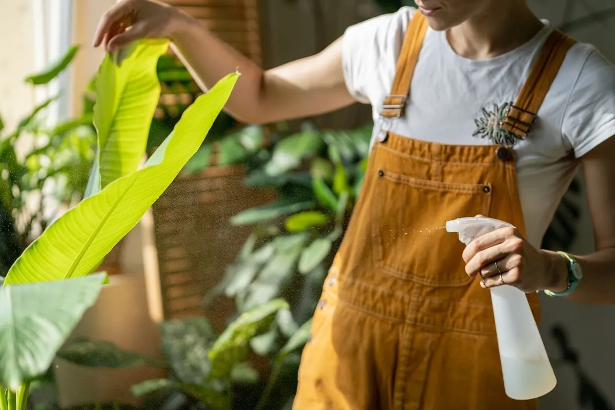 Érdemes a tejes keverékkel áttörölgetni a növények leveleit /Fotó: Shutterstock