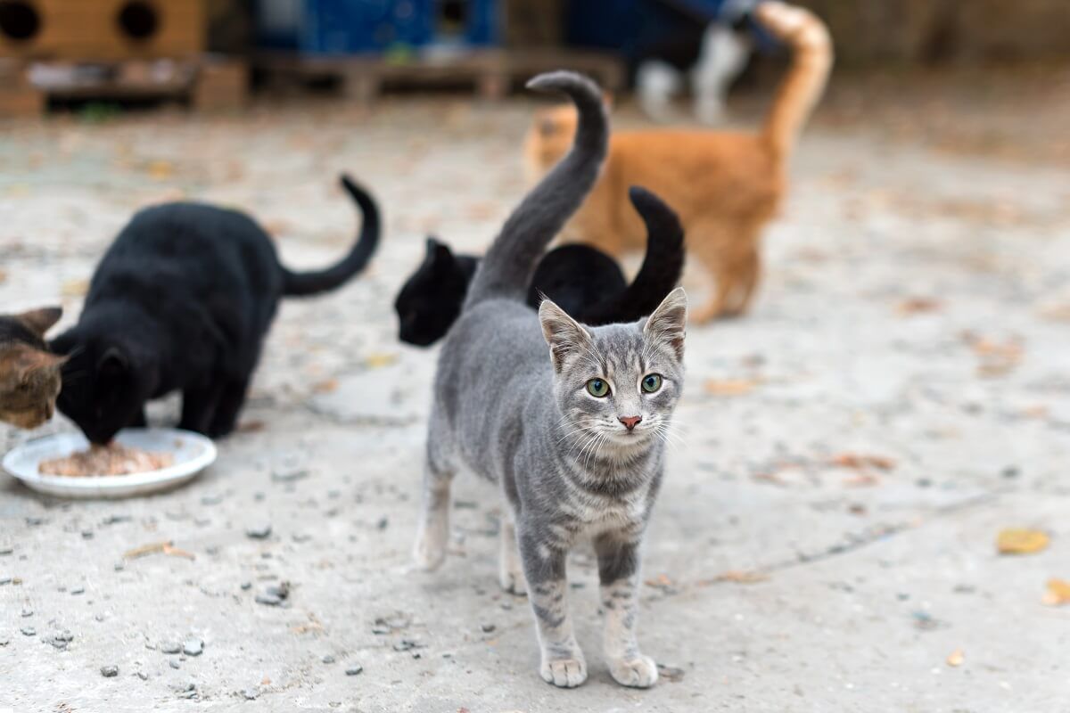 Mintegy 1000 macskát mentettek meg a vágóhídtól Kínában (Illusztráció) /Fotó: Shutterstock