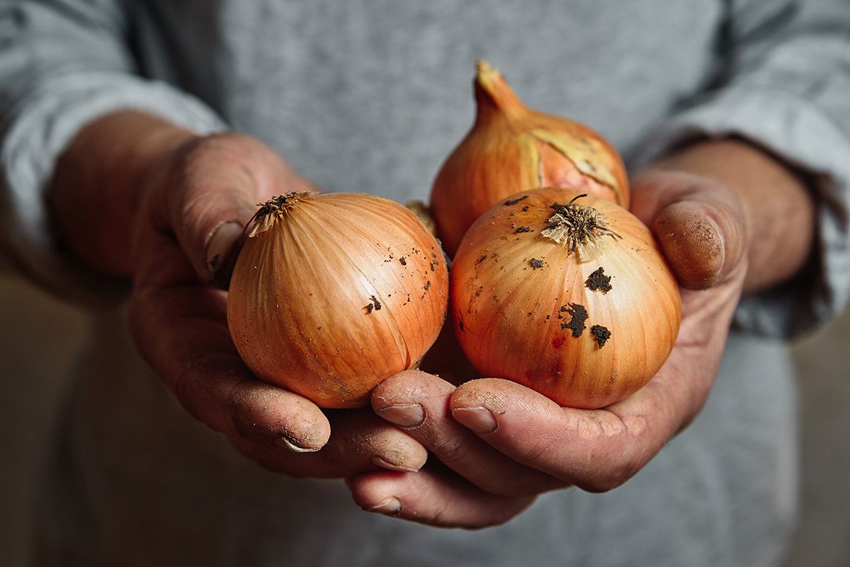 Vége! A makói hagymának is búcsút inthetünk /Fotó: Shutterstock