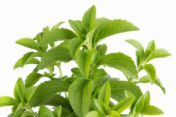 A stevia (sztívia) frissen, szárítva, feldolgozva is használható édesítésre